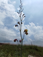 Prochnyanthes mexicana