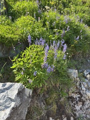 Lupinus latifolius