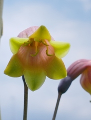 Prochnyanthes mexicana