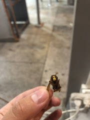 Vespa orientalis