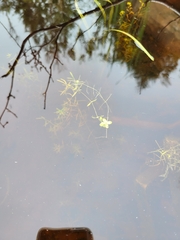 Callitriche palustris
