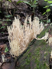 Artomyces pyxidatus