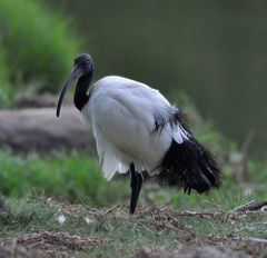 Threskiornis aethiopicus