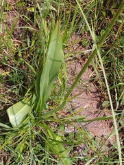 Prochnyanthes mexicana