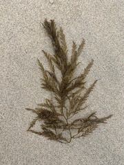 Sargassum horneri