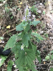 Agastache foeniculum