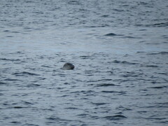 Phoca vitulina vitulina