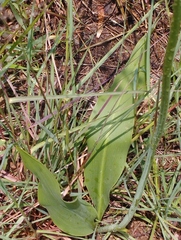 Prochnyanthes mexicana