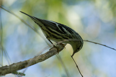 Mniotilta varia
