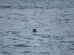 Phoca vitulina vitulina