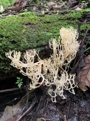 Artomyces pyxidatus