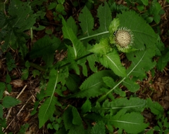 Cirsium oleraceum