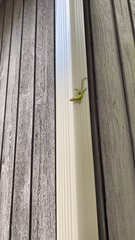 Anolis carolinensis