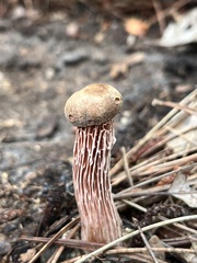 Aureoboletus russellii