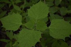 Gmelina