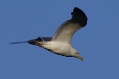 Larus argentatus