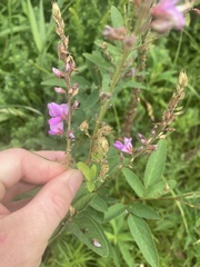 Desmodium canadense