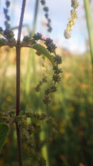 Urtica galeopsifolia