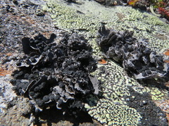 Umbilicaria cylindrica