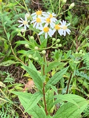 Doellingeria umbellata