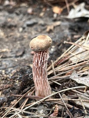 Aureoboletus russellii