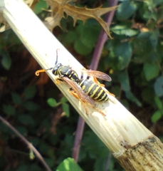 Polistes dominula
