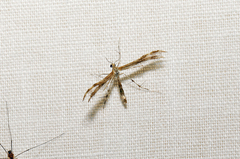 Dejongia lobidactylus