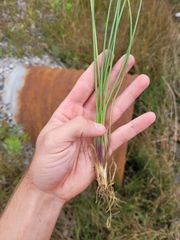Triglochin maritima