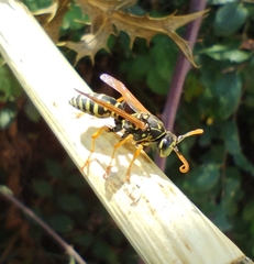 Polistes dominula