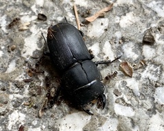 Dorcus parallelipipedus