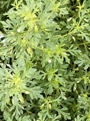 Leucospora multifida
