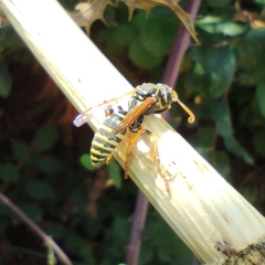 Polistes dominula