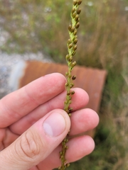 Triglochin maritima