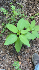 Phytolacca americana