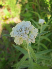 Anaphalis margaritacea