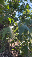 Platanus wrightii
