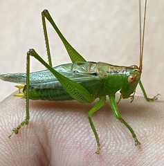 Orchelimum silvaticum