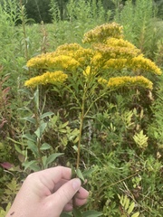 Solidago juncea