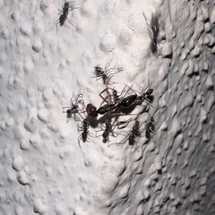 Odontomachus ruginodis