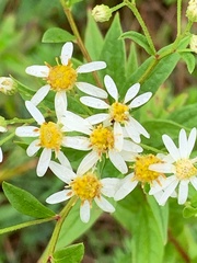 Doellingeria umbellata