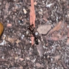 Odontomachus ruginodis