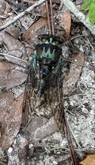 Neotibicen lyricen virescens