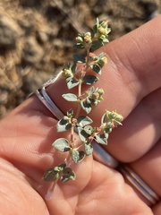 Euphorbia ocellata ocellata