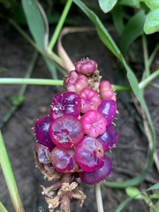 Phytolacca rugosa
