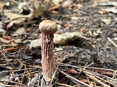 Aureoboletus russellii