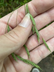 Bromus