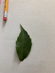 Parthenocissus quinquefolia