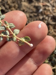 Euphorbia ocellata ocellata