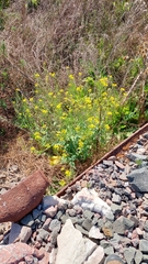 Brassiceae
