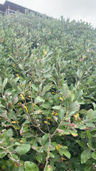 Salix cinerea